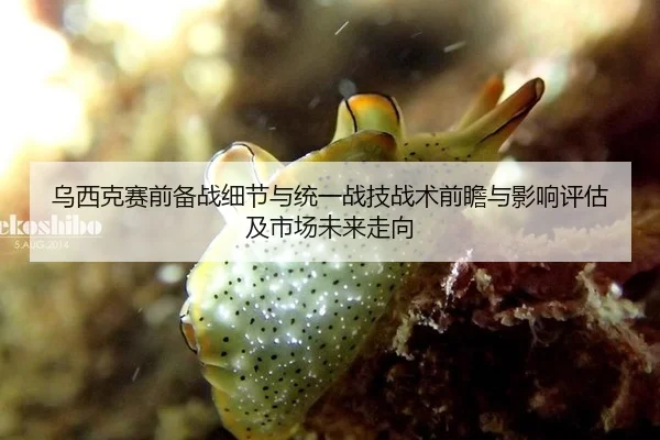 乌西克赛前备战细节与统一战技战术前瞻与影响评估及市场未来走向